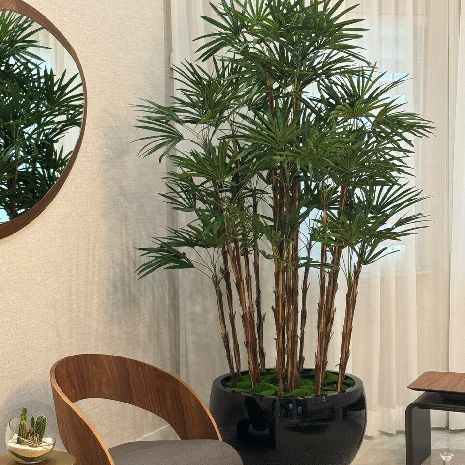 Lady Palm im schwarzen Terragona Pflanzgefäß